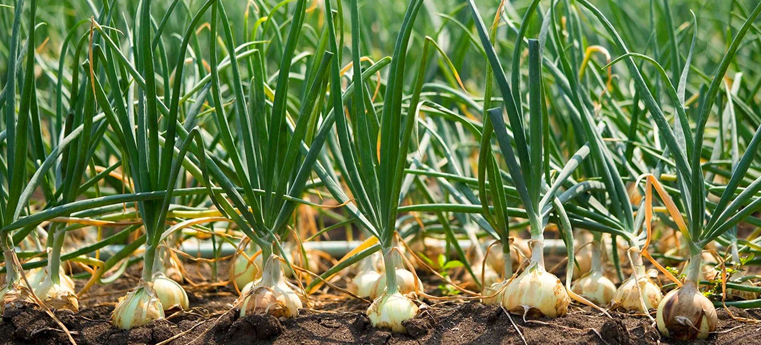 Shape Divider Sample Image