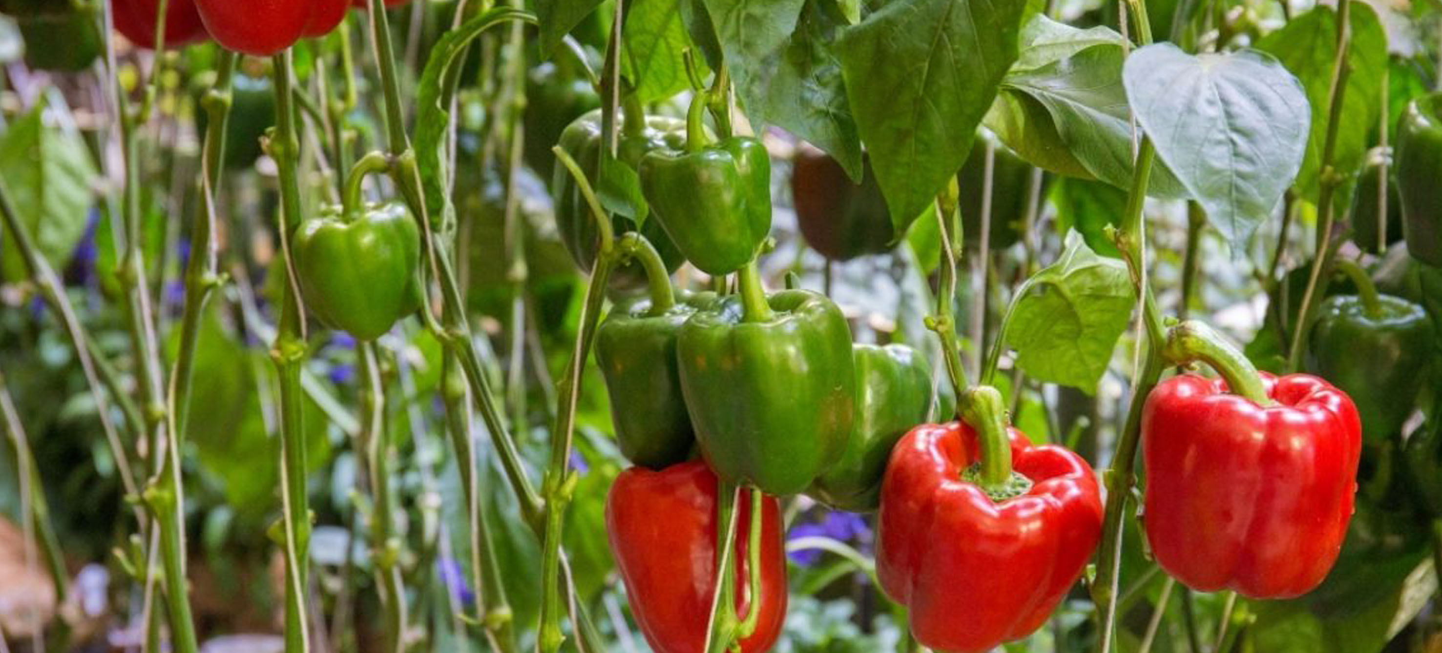 Shape Divider Sample Image